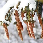 Familie Wetzlinger באד קליניקירשהיים