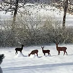 Familie Wetzlinger דירה *