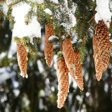 Lejlighed Familie Wetzlinger