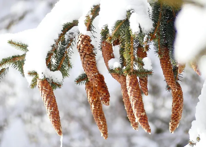 Familie Wetzlinger באד קליניקירשהיים